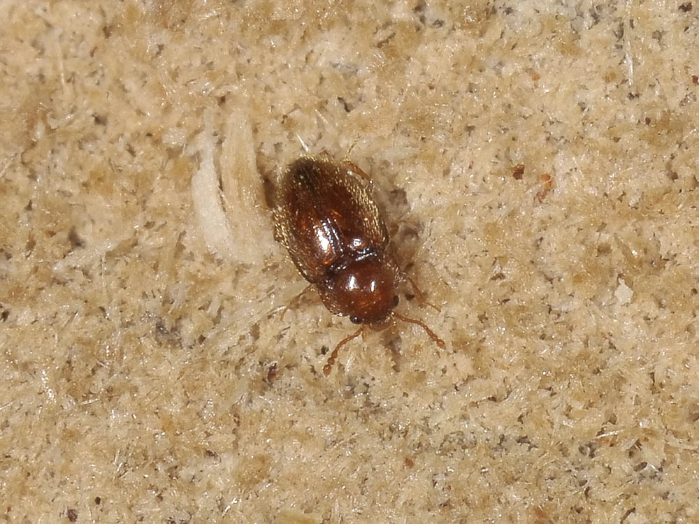 Symbiotes gibberosus (Endomychidae)